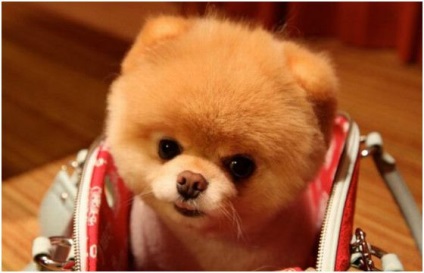 Pomeranian bu pomeranian - cel mai fermecător câine din lume, fapte interesante