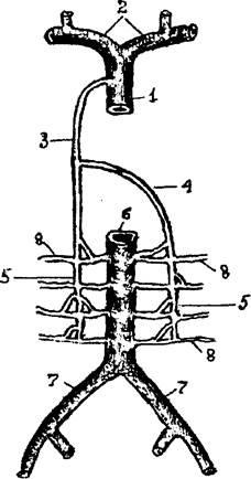 A vénás anasztomózis fogalma - a stadopedia