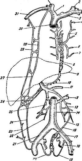 Conceptul de anastomoze venoase - stadopedie