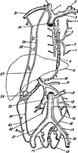 A vénás anasztomózis fogalma - a stadopedia