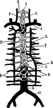 Conceptul de anastomoze venoase - stadopedie