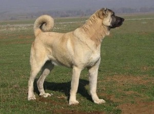 Rasă de câini kangal