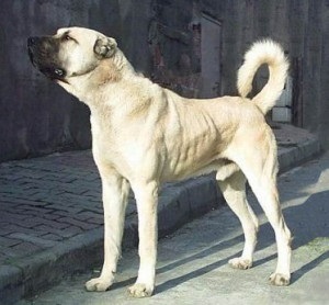 Rasă de câini kangal