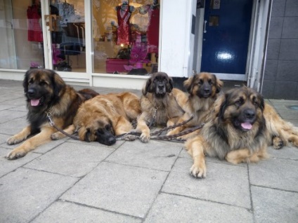 Rasa câinilor Leonberger