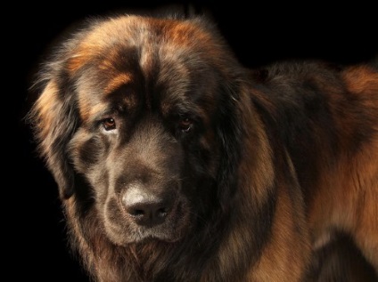 Rasa câinilor Leonberger