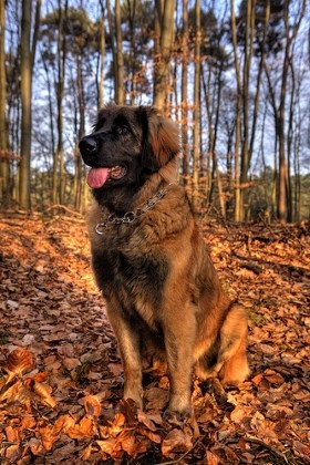 Rasa câinilor Leonberger