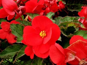 Plantarea begonia tuberculului - procesul, alegerea oală și a solului