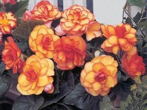 Plantarea begonia tuberculului - procesul, alegerea oală și a solului