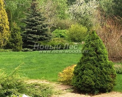 Plantarea de arbori de dimensiuni mari cu un conic albastru (bradul conicului canadian, picea glauca conica) - galerie foto,