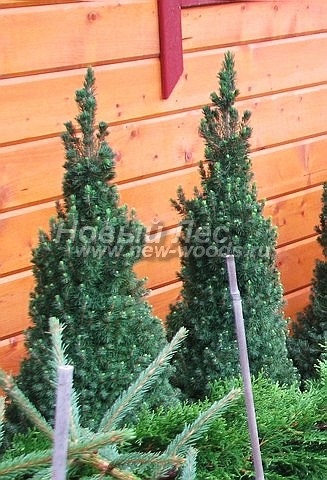 Plantarea de arbori de dimensiuni mari cu un conic albastru (bradul conicului canadian, picea glauca conica) - galerie foto,