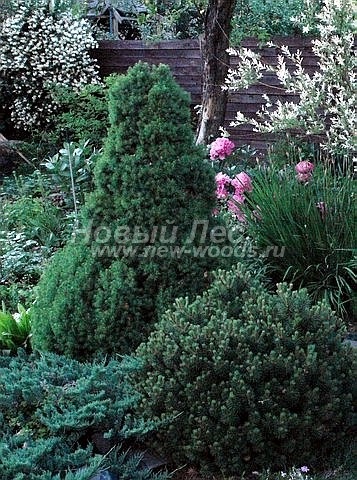 Plantarea de arbori de dimensiuni mari cu un conic albastru (bradul conicului canadian, picea glauca conica) - galerie foto,