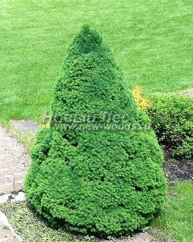 Plantarea de arbori de dimensiuni mari cu un conic albastru (bradul conicului canadian, picea glauca conica) - galerie foto,