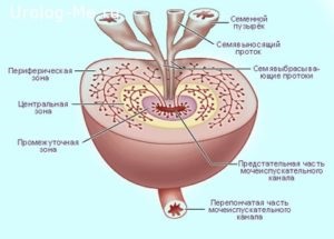 Consecințele adenomului de prostată - simptome și metode de tratament