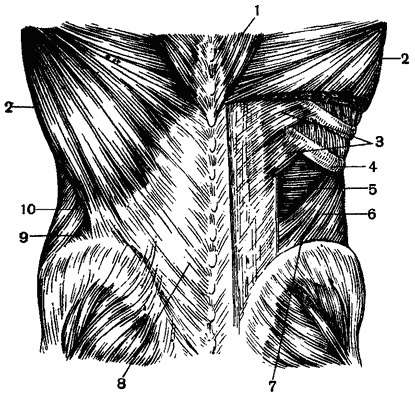 Structura stratificată a regiunii lombare, anatomia topografică a regiunii lombare și retroperitoneală