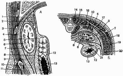 Structura stratificată a regiunii lombare, anatomia topografică a regiunii lombare și retroperitoneală