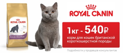 Prasitel szuszpenzió anthelmintik kiscicáknak és macskáknak 15ml, online pet shop zoograf