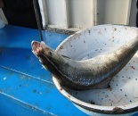 Profilul unui pește - puzank, prinderea unui puzan, atlasul de pești, pescuitul în ucraina