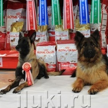 Pskov de servicii de câini de specialiști de cynolog Ufsin - câștigători ai Premiului All-Russian Dog