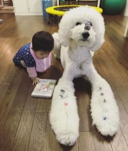 Poodle și cu mine suntem cei mai buni prieteni! Această mică fată japoneză și animalul ei de companie au cucerit utilizatorii rețelei