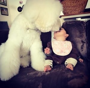 Poodle și cu mine suntem cei mai buni prieteni! Această mică fată japoneză și animalul ei de companie au cucerit utilizatorii rețelei