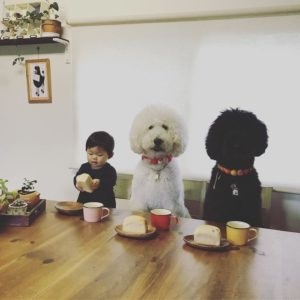 Poodle și cu mine suntem cei mai buni prieteni! Această mică fată japoneză și animalul ei de companie au cucerit utilizatorii rețelei