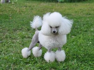 Poodle - a fajta leírása