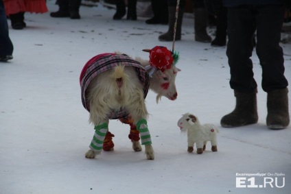 De dragul rasei, în Tatarstan a avut loc un concurs de frumusețe printre capre