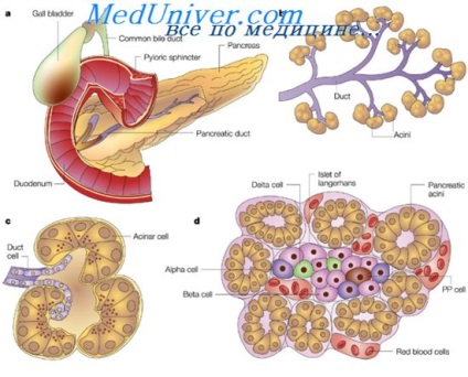 Cancerul pancreasului