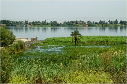 Plantele și animalele din descrierea râului Nil, fotografie a naturii sălbatice a Nilului
