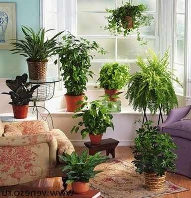 Plante în interior cum să umidifice aerul într-un apartament floricultură interior