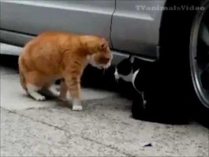 Reacția unei pisici și a unei pisici la vocea unui pisoi