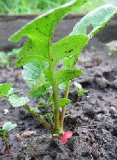 Radish - culturi vegetale și verzi