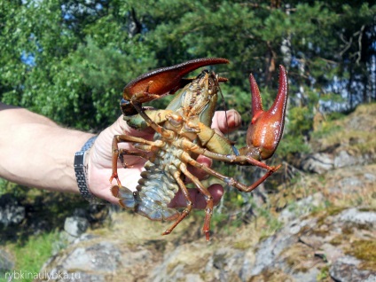 Pescuitul în sketurile Ladoga, zâmbetul lui Rybkin - rapoarte despre pescuit, fotografii din pescuit, tehnici de pescuit