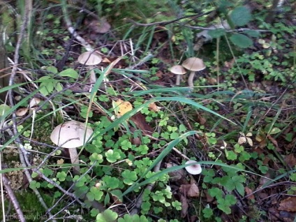 Pescuitul în sketurile Ladoga, zâmbetul lui Rybkin - rapoarte despre pescuit, fotografii din pescuit, tehnici de pescuit