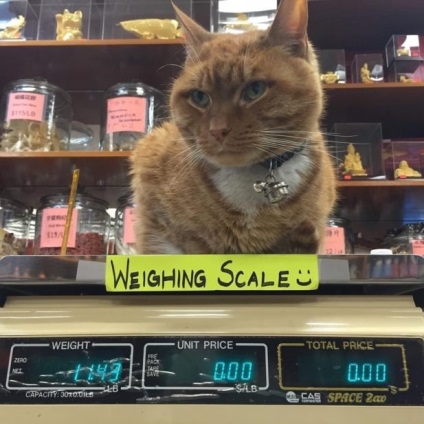 O pisica rosie vine in magazin in fiecare zi timp de 9 ani, nu a ratat o zi