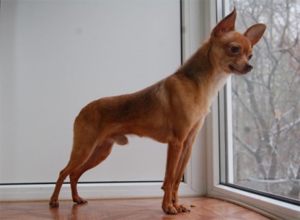 Orosz Toy Terrier - fotó, leírás, fajta standard, óvoda