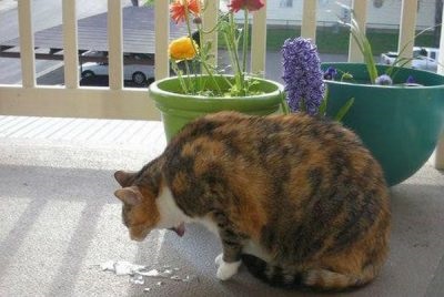 Vărsăturile la pisică după consumul de alimente nedigerate cauzează și tratamentul, ce să facă acasă