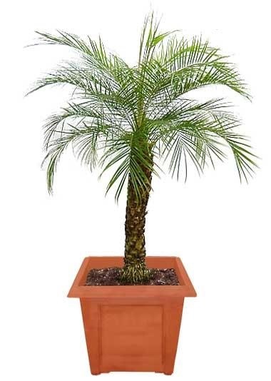 Gardener - crescând un palmier datând de pe o piatră