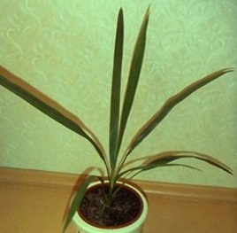 Gardener - crescând un palmier datând de pe o piatră