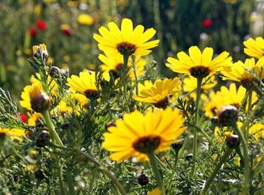 Chrysanthemum comestibil, flori în grădină (gospodărie)