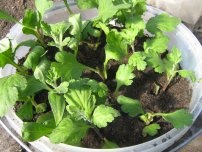 Chrysanthemum comestibil, flori în grădină (gospodărie)