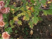 Chrysanthemum comestibil, flori în grădină (gospodărie)