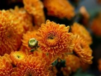 Chrysanthemum comestibil, flori în grădină (gospodărie)