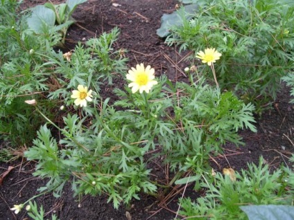 Chrysanthemurile comestibile