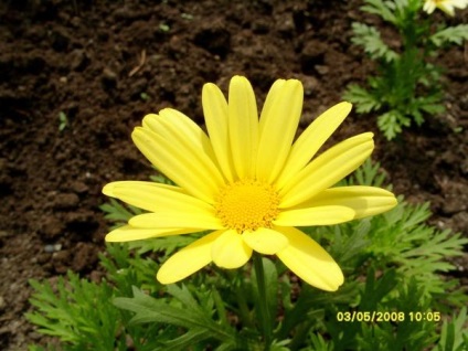 Chrysanthemurile comestibile