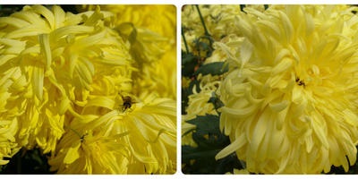 Chrysanthemurile comestibile