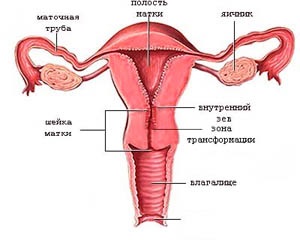 Factorul de infertilitate