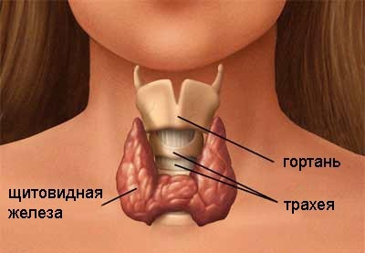 Glanda tiroidă este un organ care realizează funcția biologică a iodului