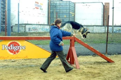 Scoala pentru caini, cursuri de caini in St. Petersburg, pregatirea profesionala generala a cainilor (adulti