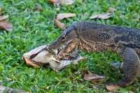 Vásárlás a bangkoki sziámi paragonban és az oceanáriumban